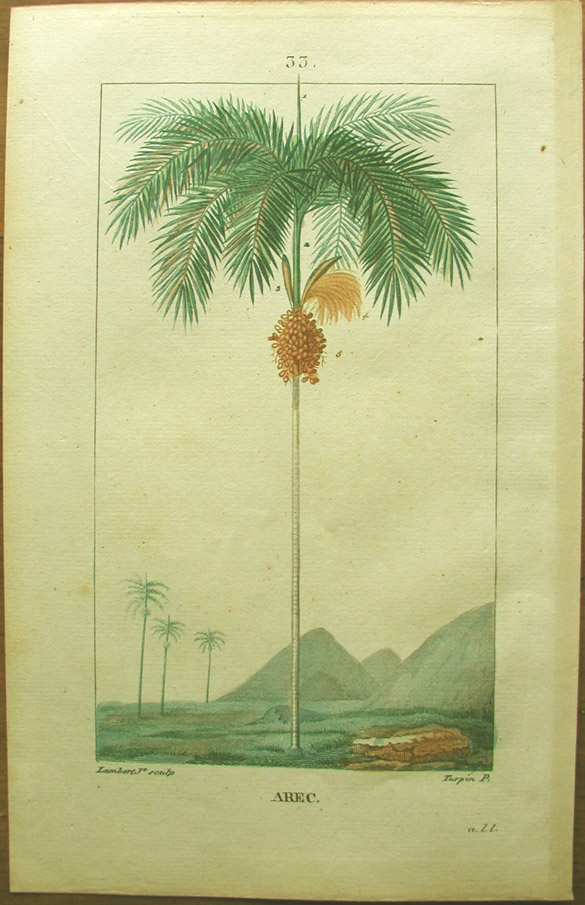 Turpin, Arec, (dates & date palm)