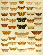Hudson, plate IV, New Zealand Moths and Butterflies