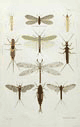 Hudson, plate 1, Termites, Stone-flies, Ant-lion, May-flies,  NZ Neuroptera