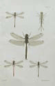 Hudson, plate 4, Dragonflies, NZ Neuroptera