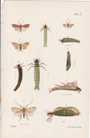 Hudson, Plate no. 9, NZ Neuroptera