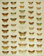 Hudson, plate VII, New Zealand Moths and Butterflies