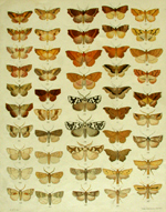 Hudson, plate X, New Zealand Moths and Butterflies