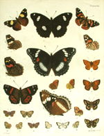 Hudson, plate XII, New Zealand Moths and Butterflies