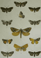 PZS, Moths of New Zealand, Pl. XLII