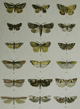 PZS, Moths of New Zealand, Pl. XLIII