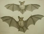 Erebus & Terror, Lesser Long-eared Bat, Greater Long-eared bat