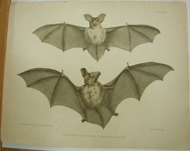 Lesser Long-eared Bat, Greater Long-eared bat