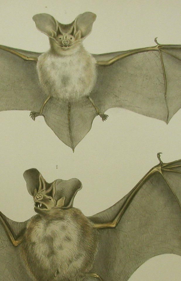 close-up Lesser Long-eared Bat, Greater Long-eared bat