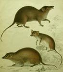 Erebus & Terror, Broad-footed Marsupial Mice