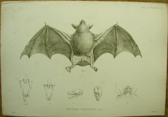 NZ short-tailed bat