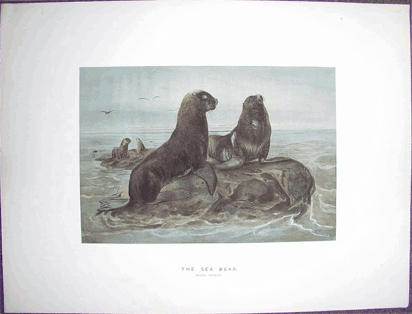 Sea Bear page