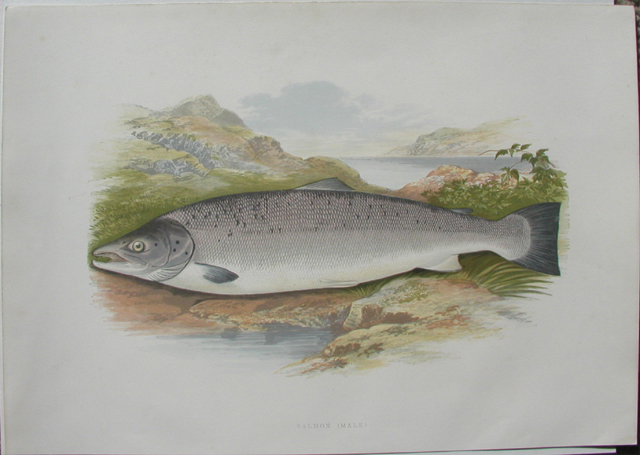 Salmon (Male)