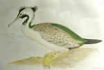 Spotted Cormorant, link to Broinowski prints