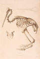 d’Urville skeleton