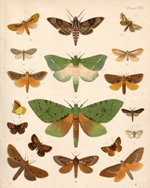 Hudson, dragon moths