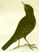 Lewin black bird