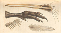 Shaw Apteryx