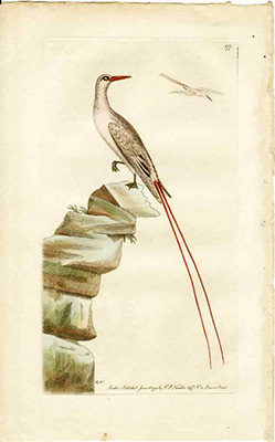 from Vivarium Naturae, the Naturalist's Miscellany by Shaw & Nodder, 1790-1813 -- Red-tailed Tropic-bird