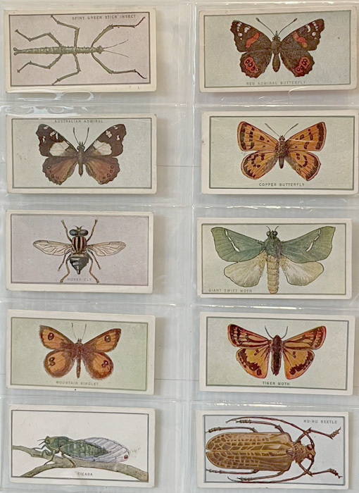 NZ Butterflies, Moths & Beetles