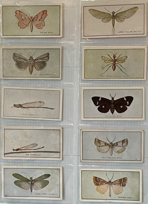 NZ Butterflies, Moths & Beetles